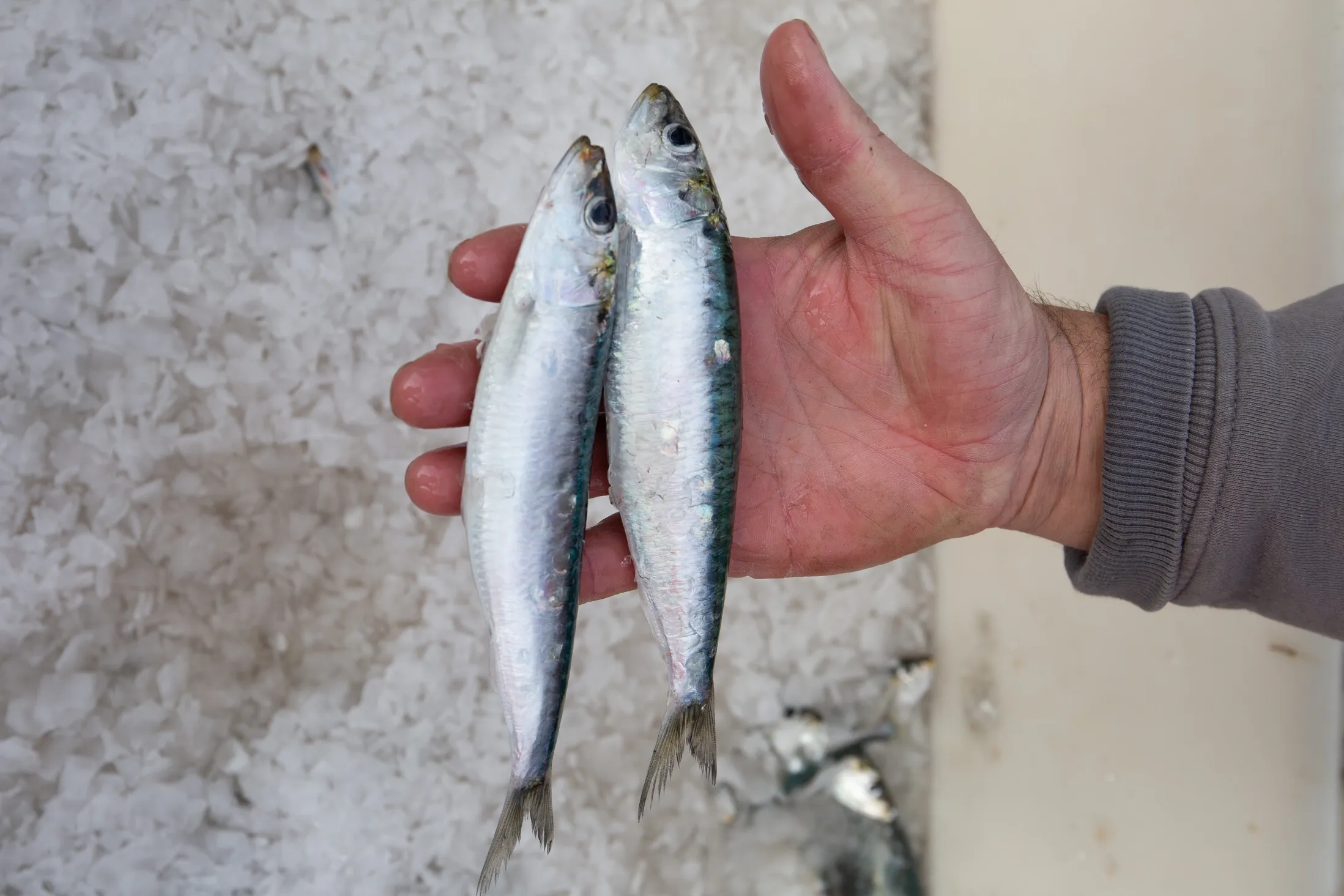 A person's hand holds two fresh silver sardines over a bed of crushed ice.
